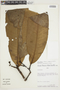 Guatteria megalophylla Diels, PERU, F