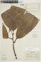 Guatteria megalophylla Diels, PERU, F