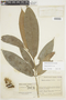 Duguetia cauliflora R. E. Fr., Colombia, J. Cuatrecasas 7021, F
