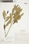 Duguetia furfuracea (A. St.-Hil.) Benth. & Hook. f., Brazil, R. Becker 37, F