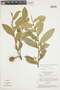 Duguetia furfuracea (A. St.-Hil.) Benth. & Hook. f., Brazil, H. S. Irwin 17913, F