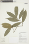 Duguetia guianensis R. E. Fr., GUYANA, 33, F