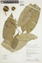 Duguetia odorata (Diels) J. F. Macbr., Peru, F. Ayala 2494, F