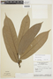 Duguetia riparia Huber, Brazil, G. T. Prance 1668, F