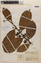 Guatteria punctata (Aubl.) R. A. Howard, Colombia, J. Cuatrecasas 18740, F