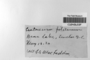 The complete conversion and digitization of the Field Museum's Bryophyte collection: Working towards a networking hub of bryophyte specimen and taxonomic data (Supported by NSF DBI-1057418)
