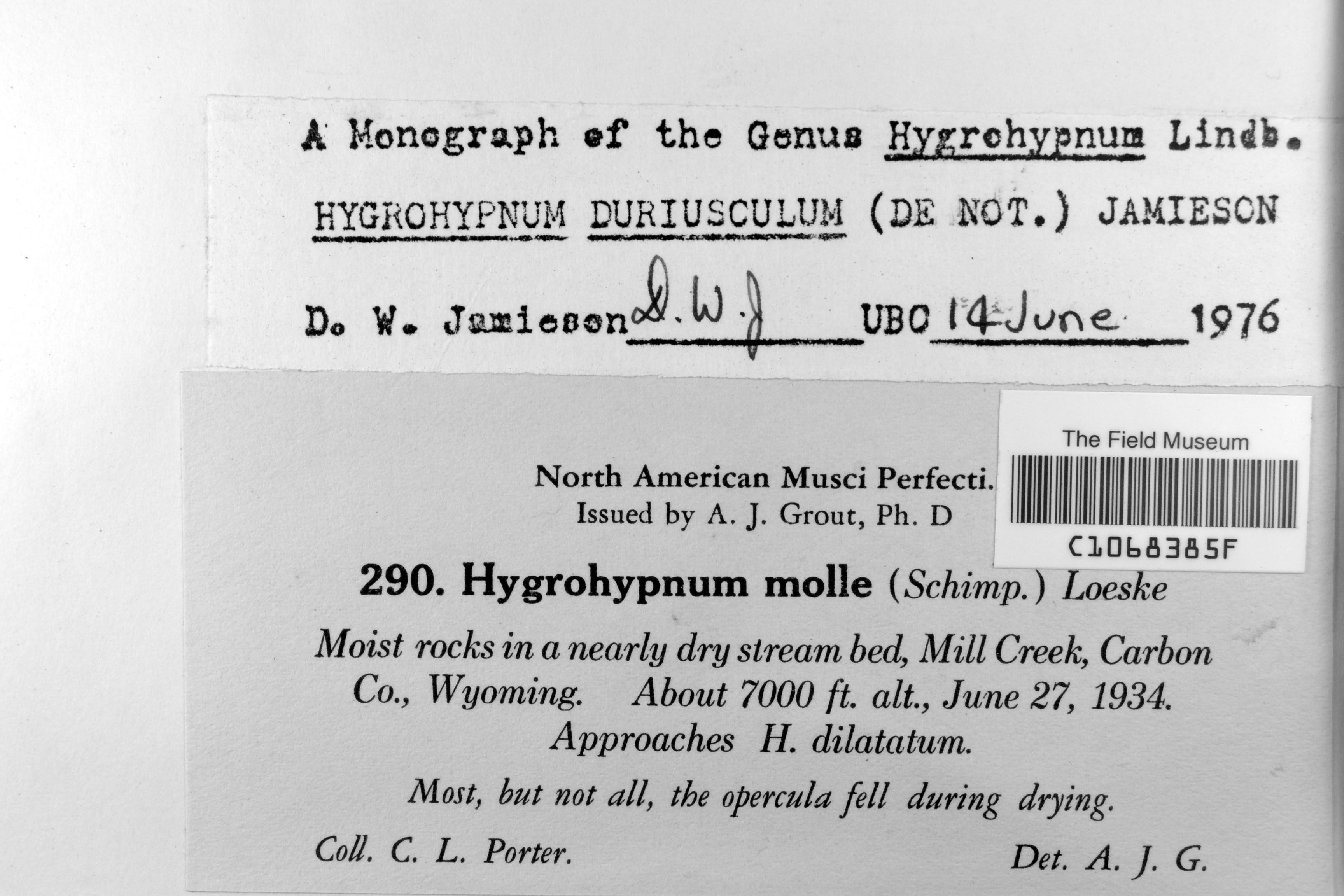 Platyhypnum duriusculum image