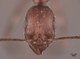 62886 Aphaenogaster cockerelli H IN