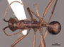 62990 Aphaenogaster ensifera D IN