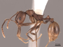 62926 Aphaenogaster fulva P IN