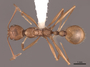 83028 Aphaenogaster huachucana D IN
