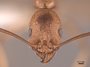 83028 Aphaenogaster huachucana H IN