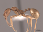 83028 Aphaenogaster huachucana P IN