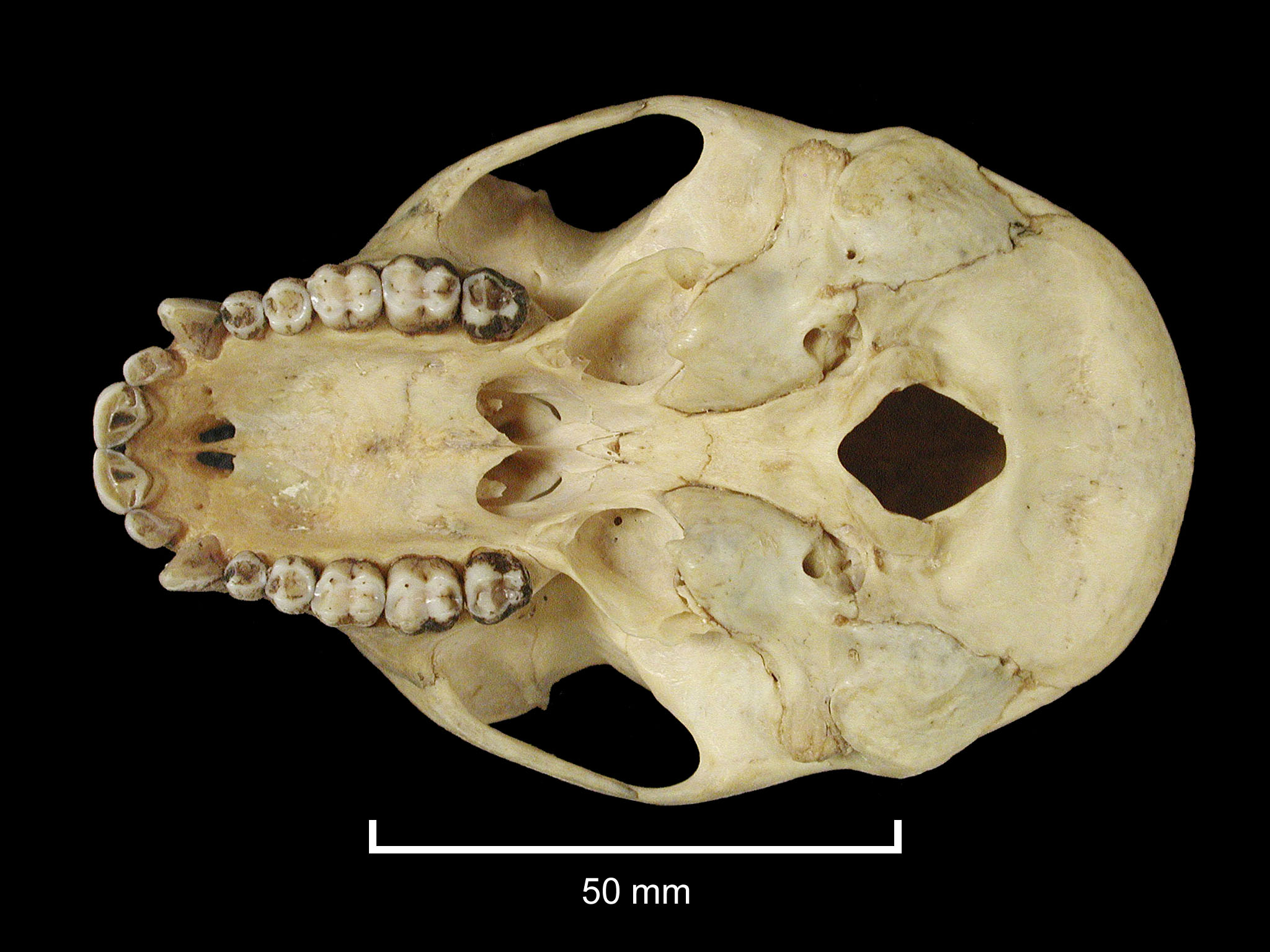 FMNH 43331 Zoological Collections