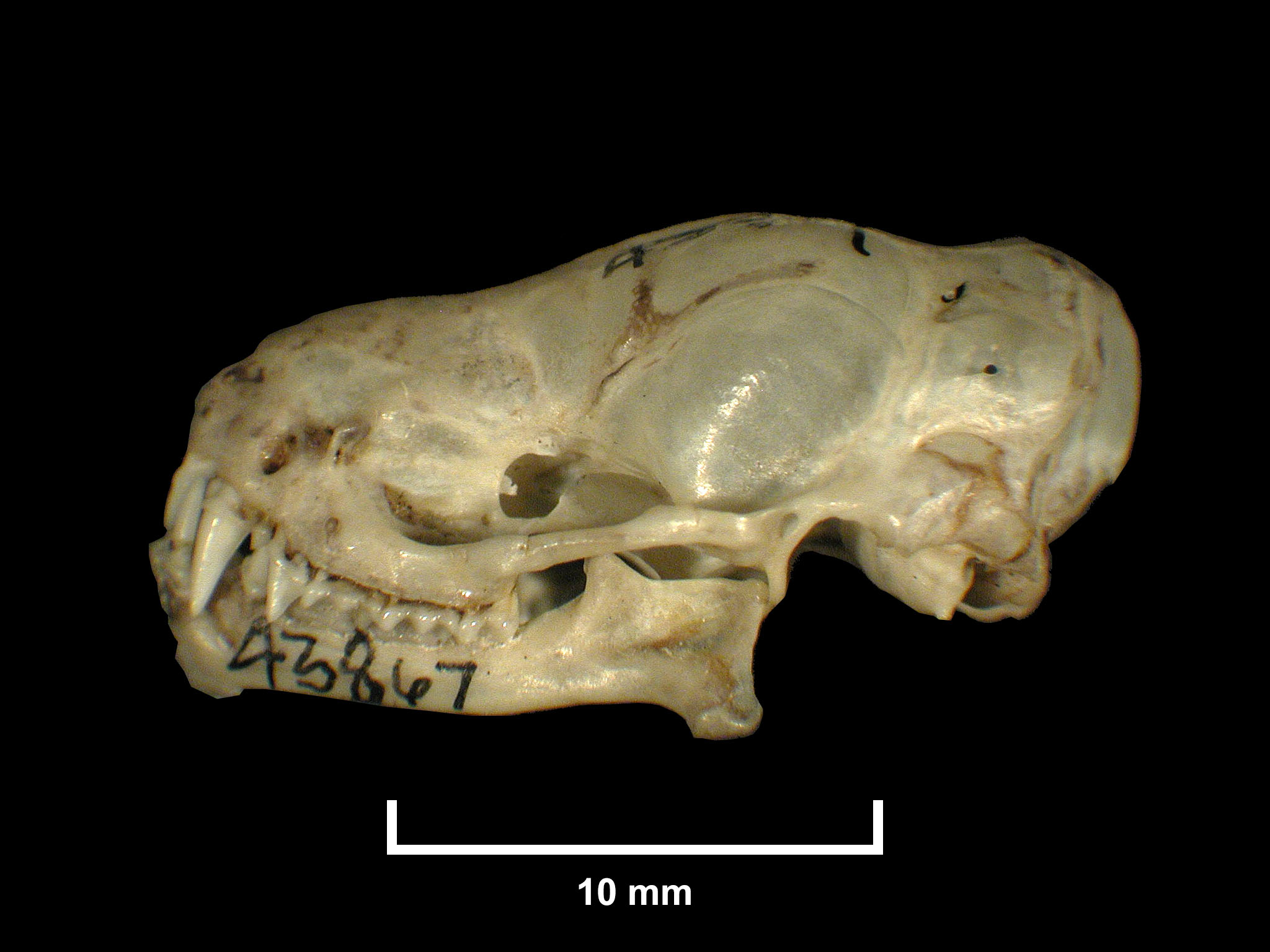 FMNH 43867 | Zoological Collections, image size:2048x1536