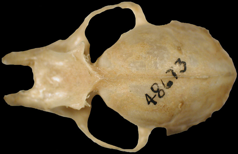 https://fm-digital-assets.fieldmuseum.org/722/521/48673_Dorsal_RB01_MZ.jpg