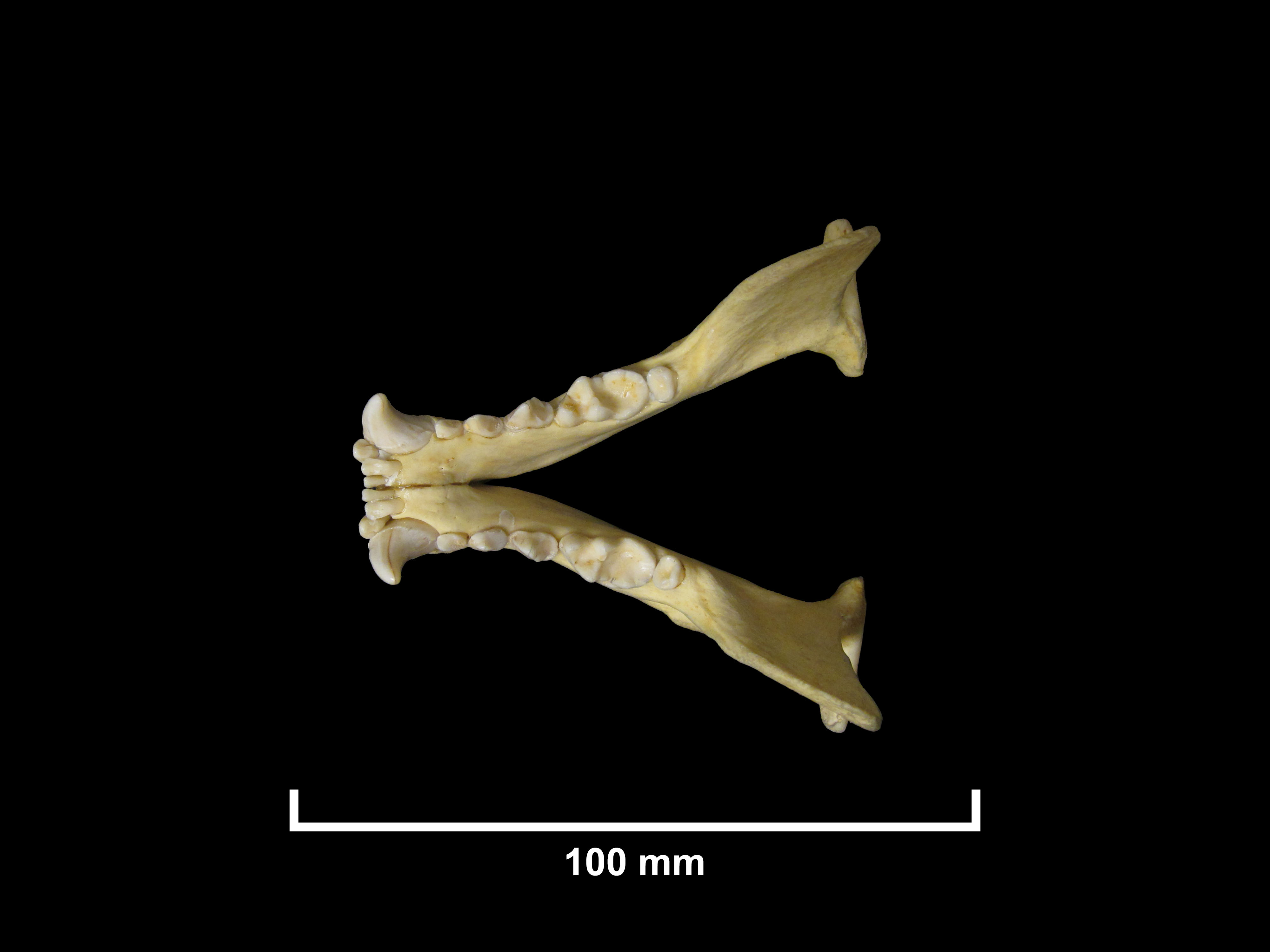 FMNH 73732 | Zoological Collections