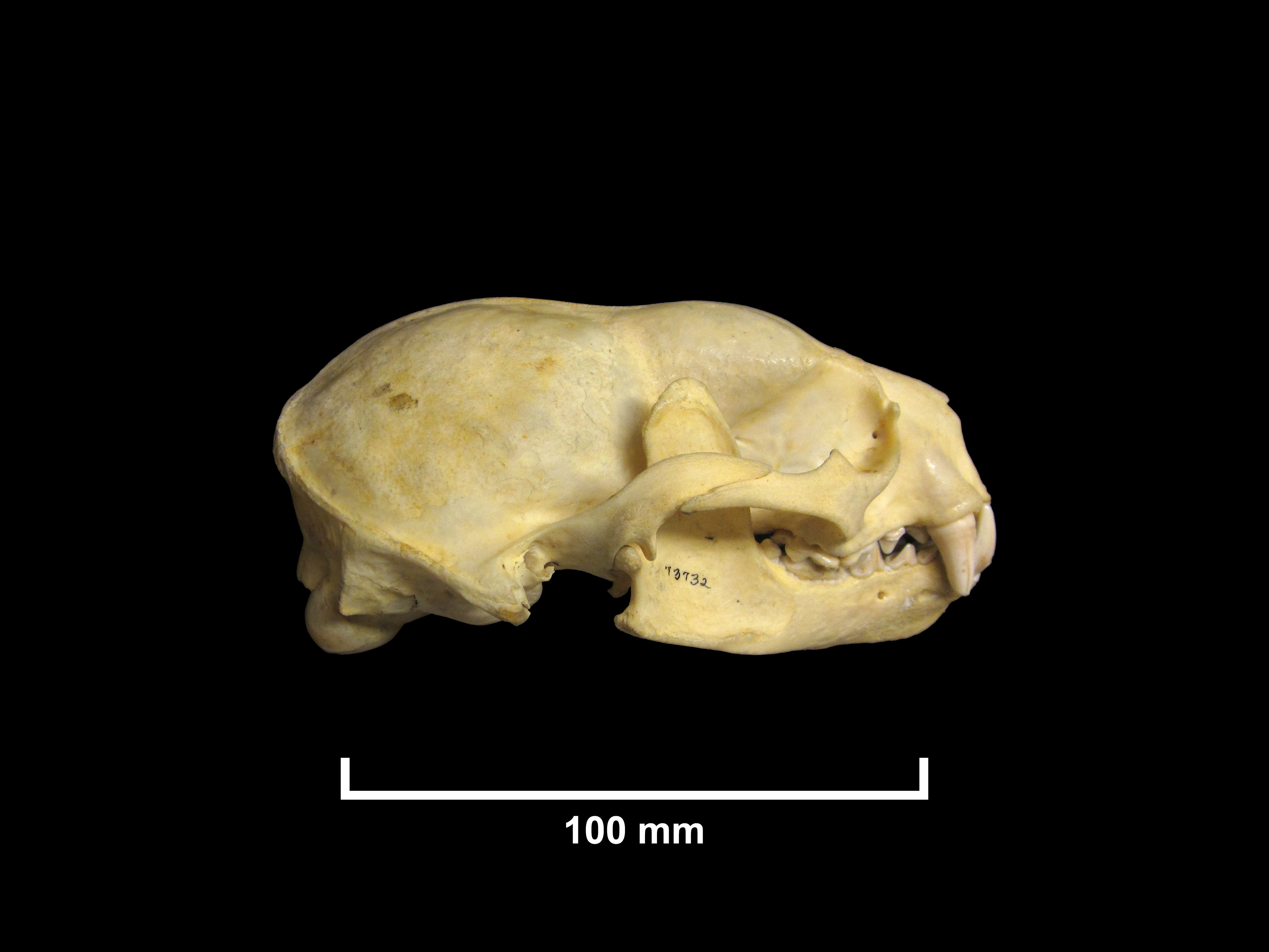 FMNH 73732 | Zoological Collections