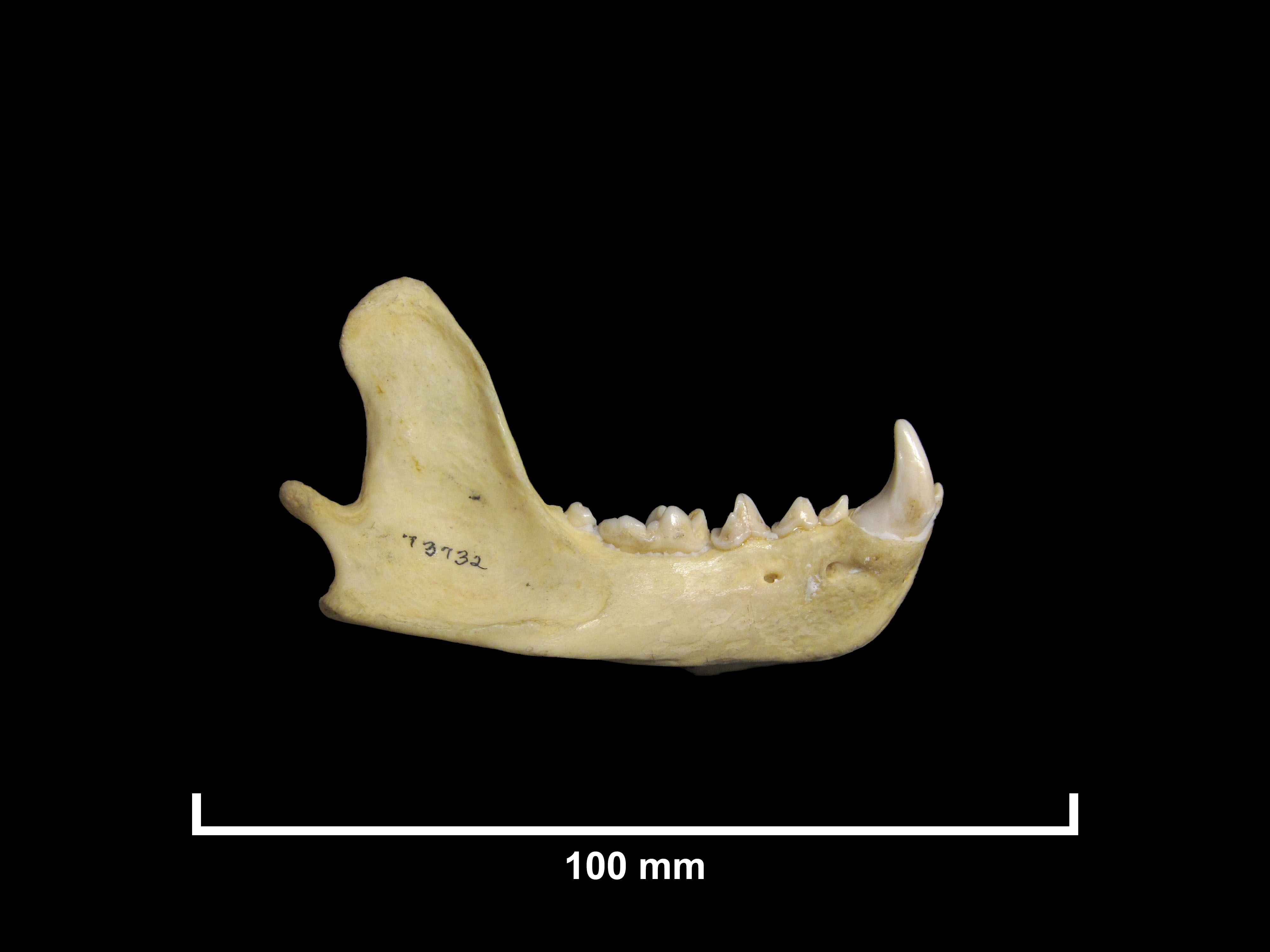 FMNH 73732 | Zoological Collections