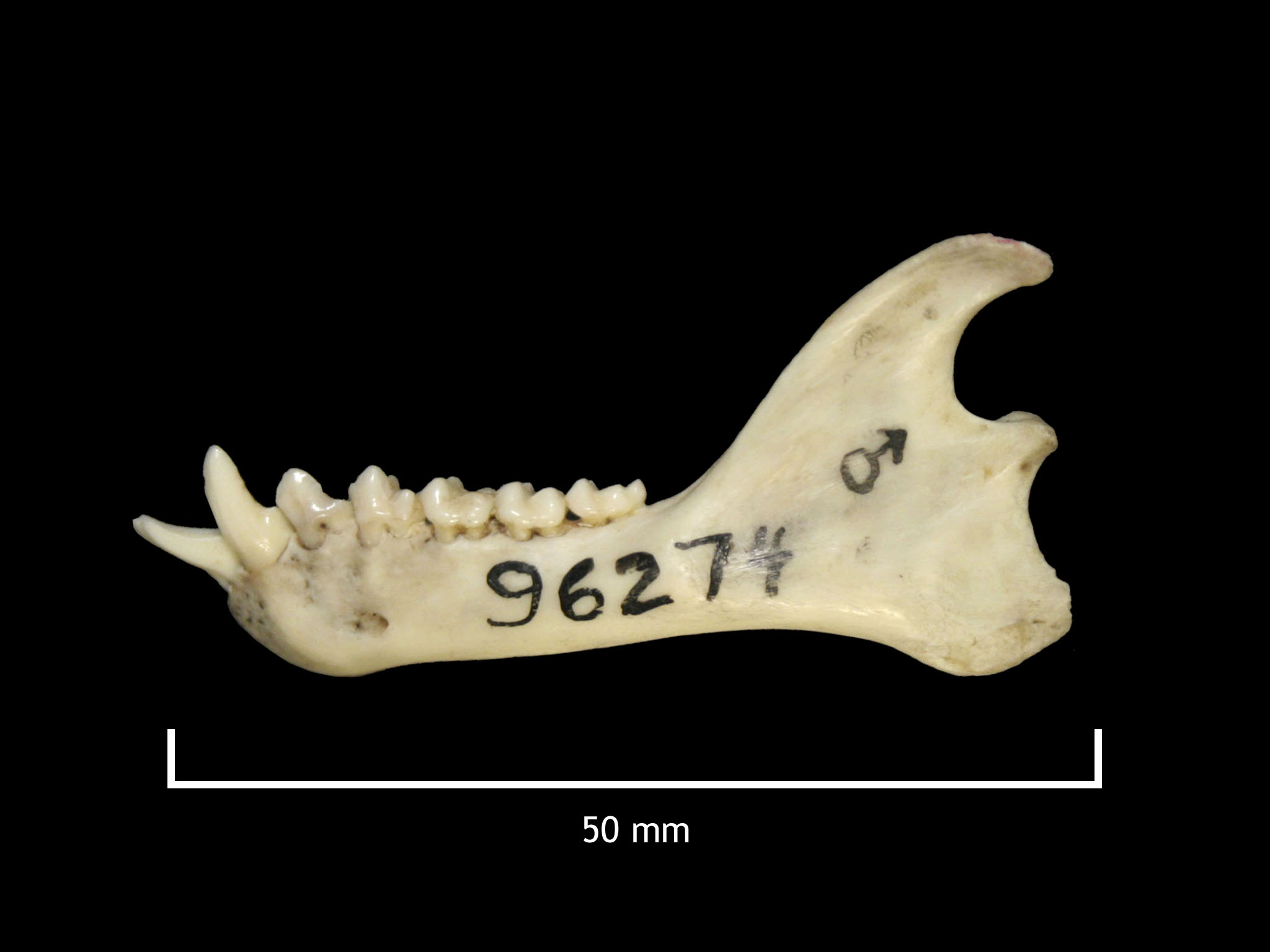 FMNH 96274 Zoological Collections