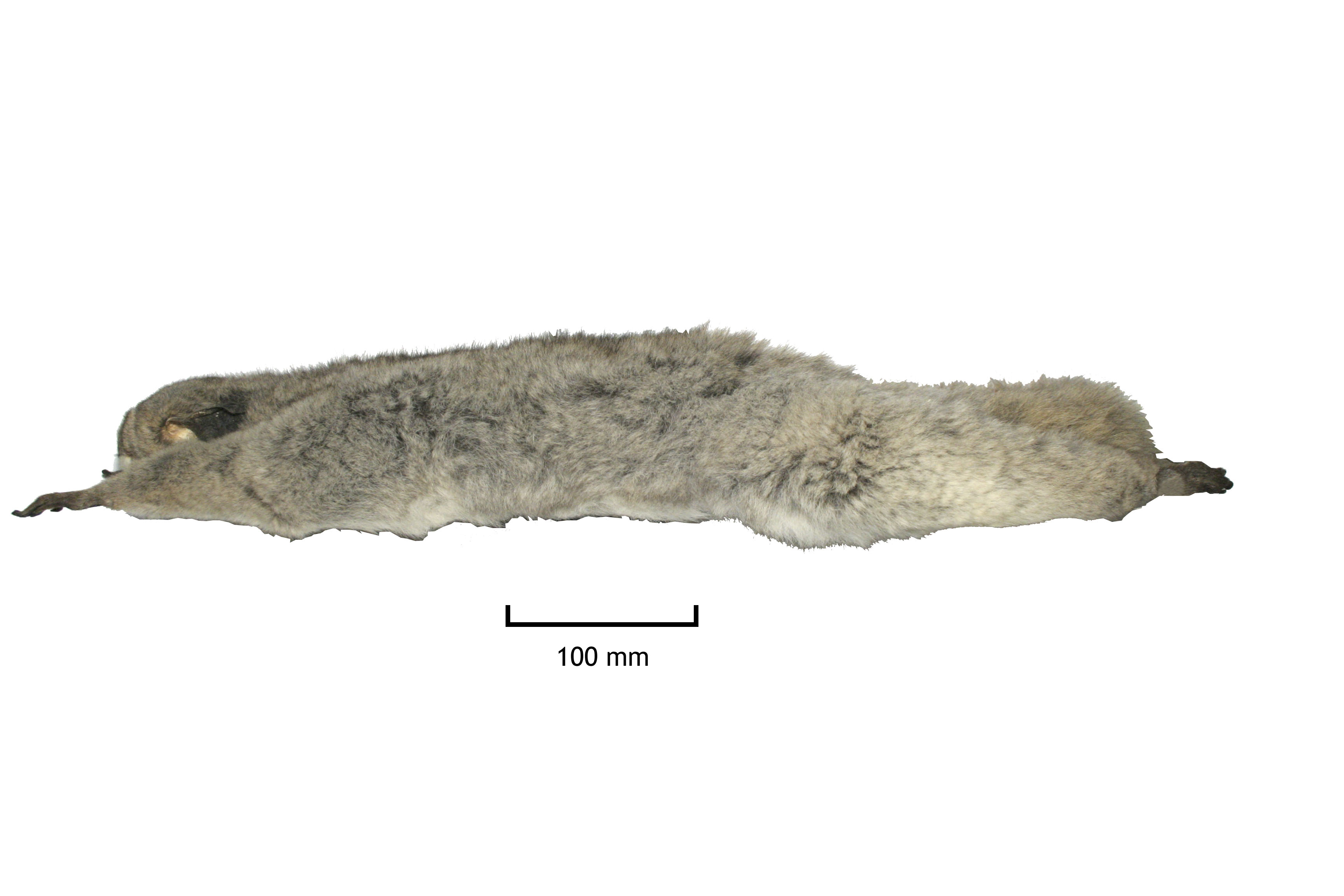 FMNH 96274 Zoological Collections