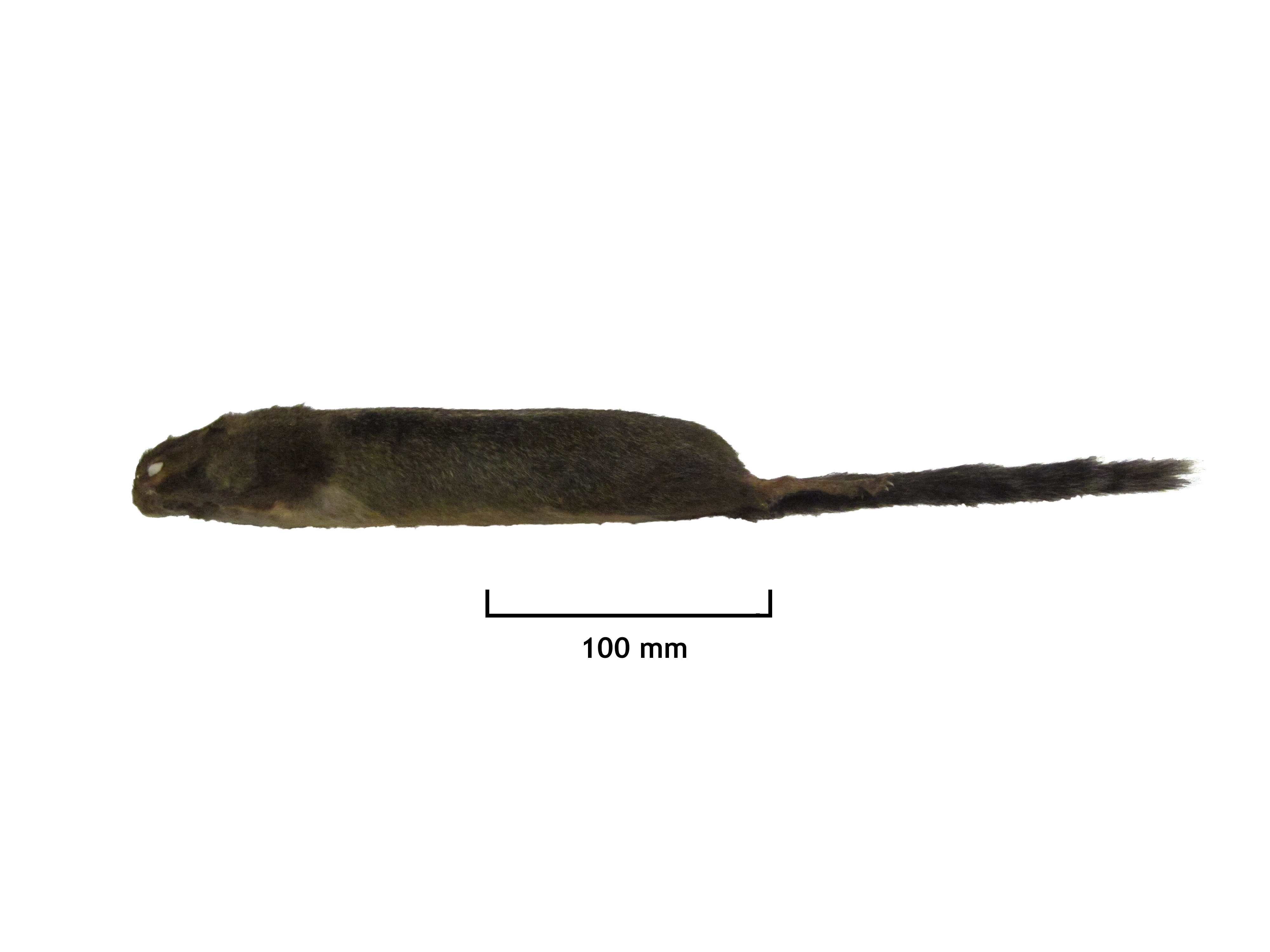 FMNH 149420 Zoological Collections