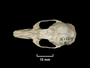 FMNH 151224 Zoological Collections