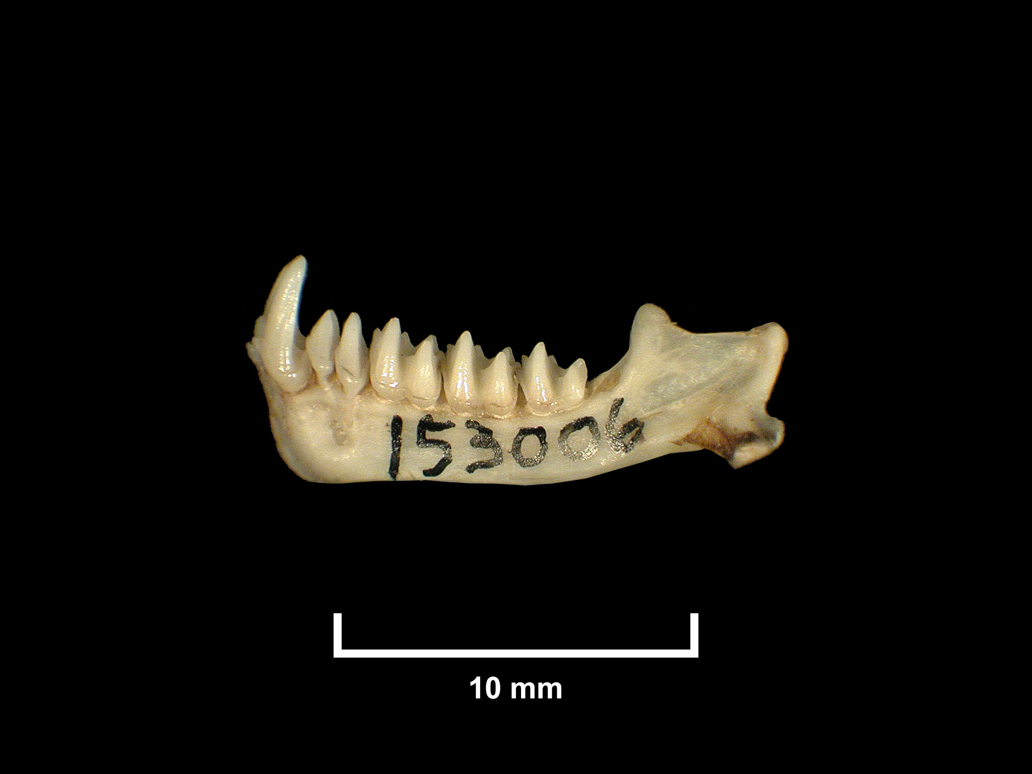 FMNH 153006 Zoological Collections