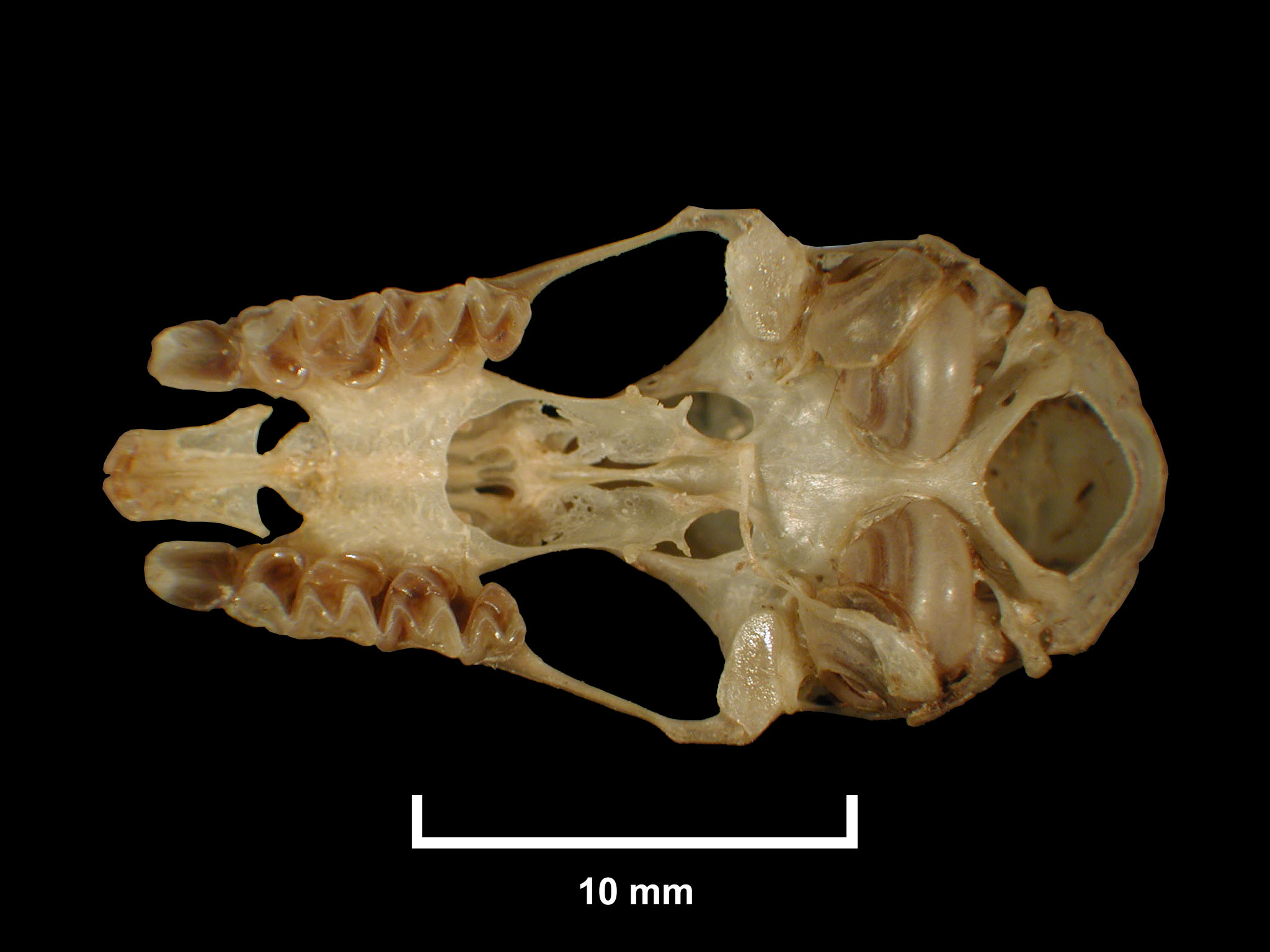 Rhinolophus deckenii Peters, 1868