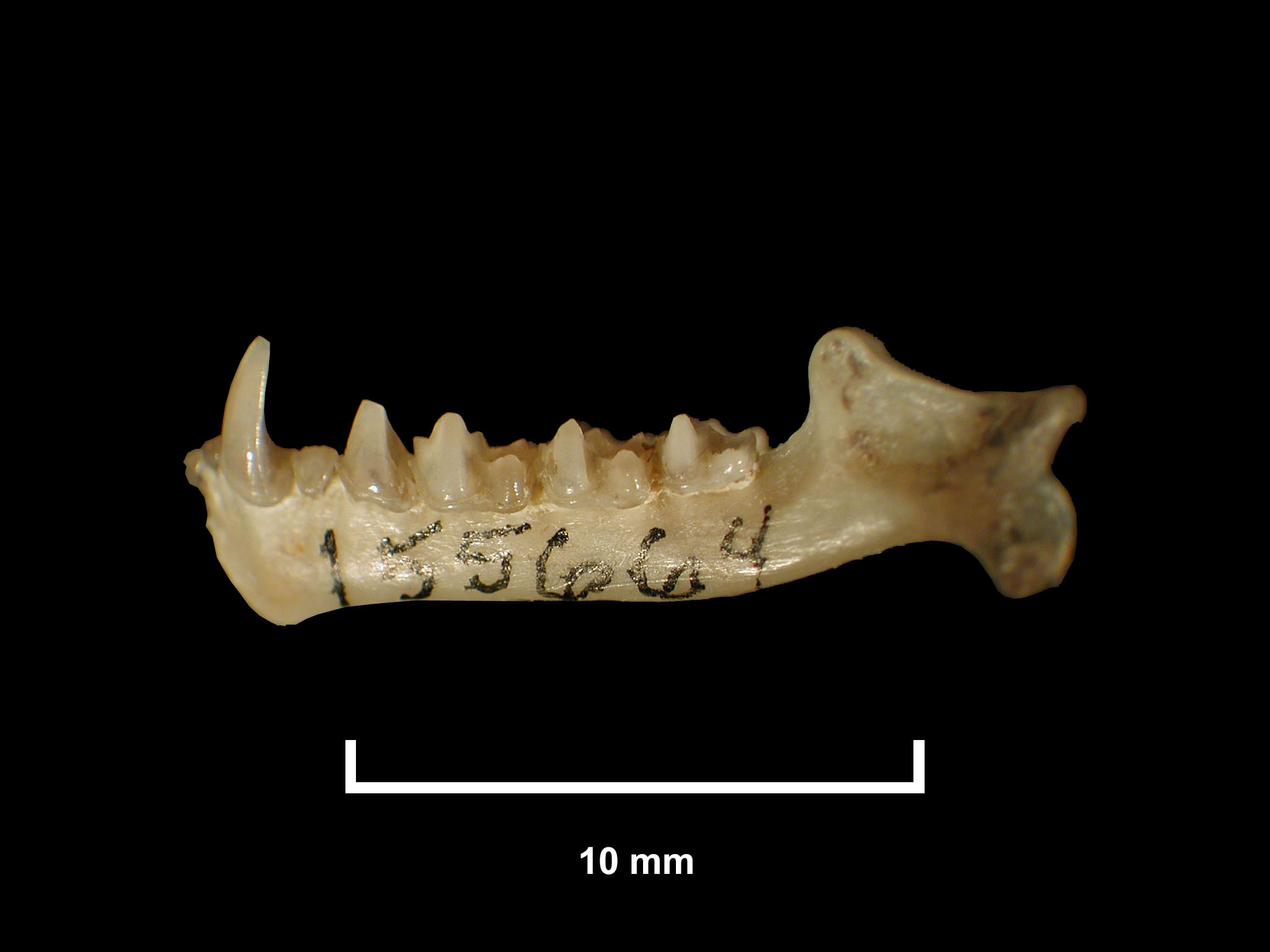 FMNH 155664 Zoological Collections