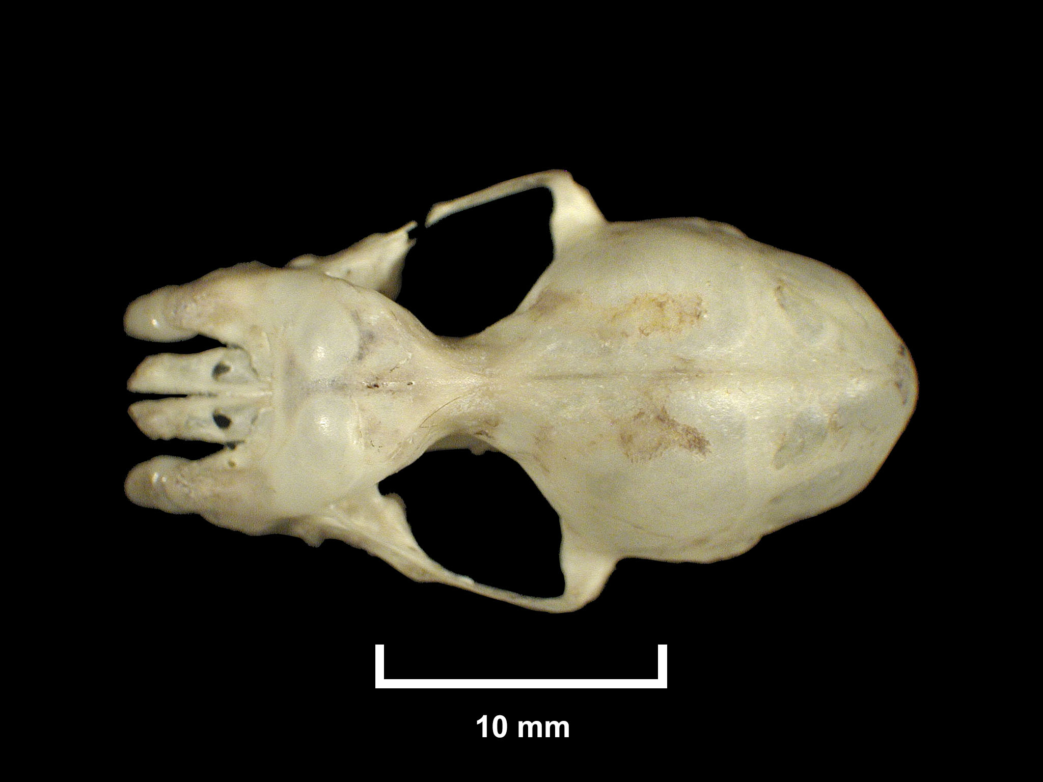 mon ritual 2005 マングース Yahoo!オークション - 米国 MONGOOSE Ritual Street 26