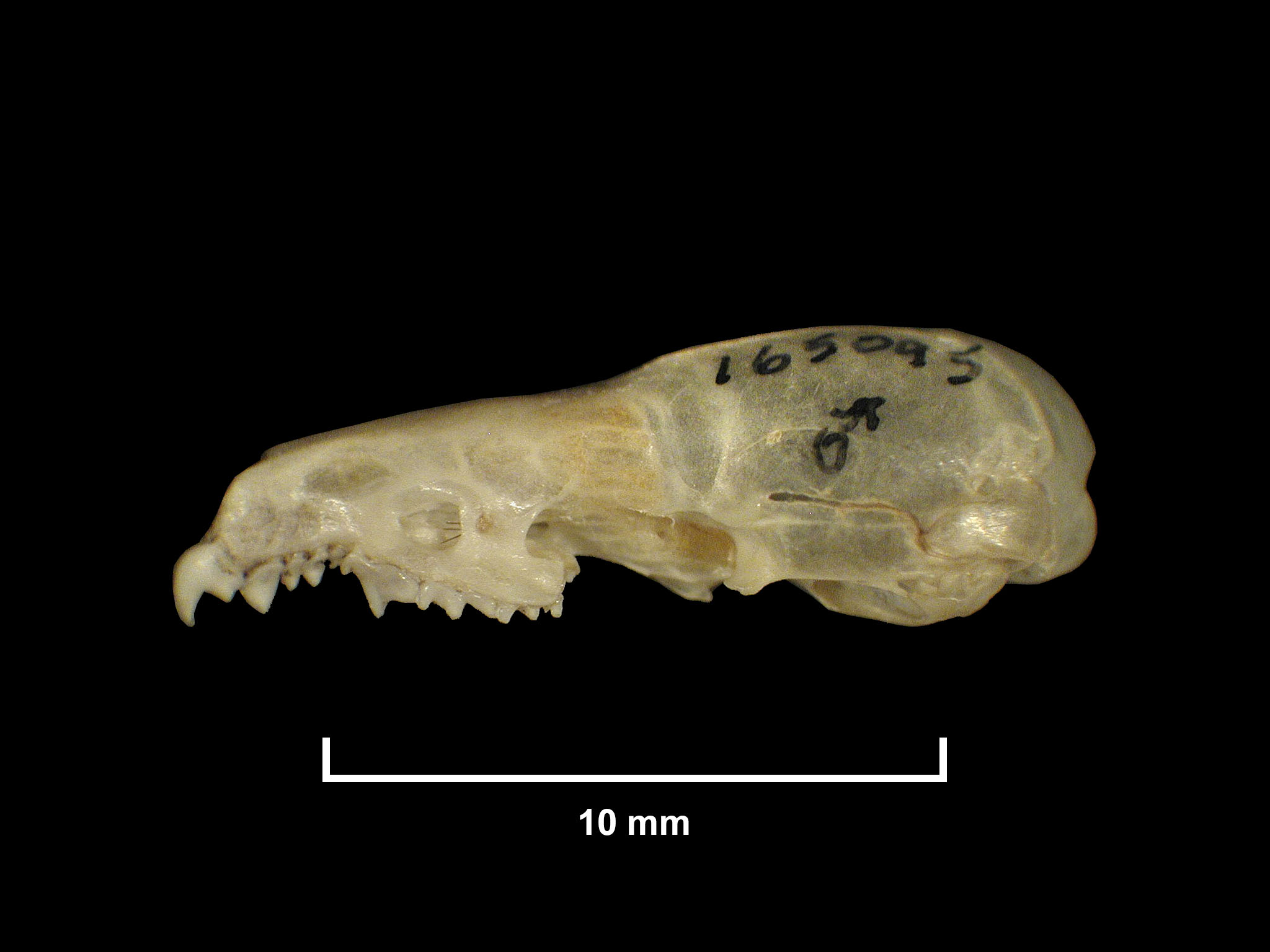 FMNH 165095 Zoological Collections