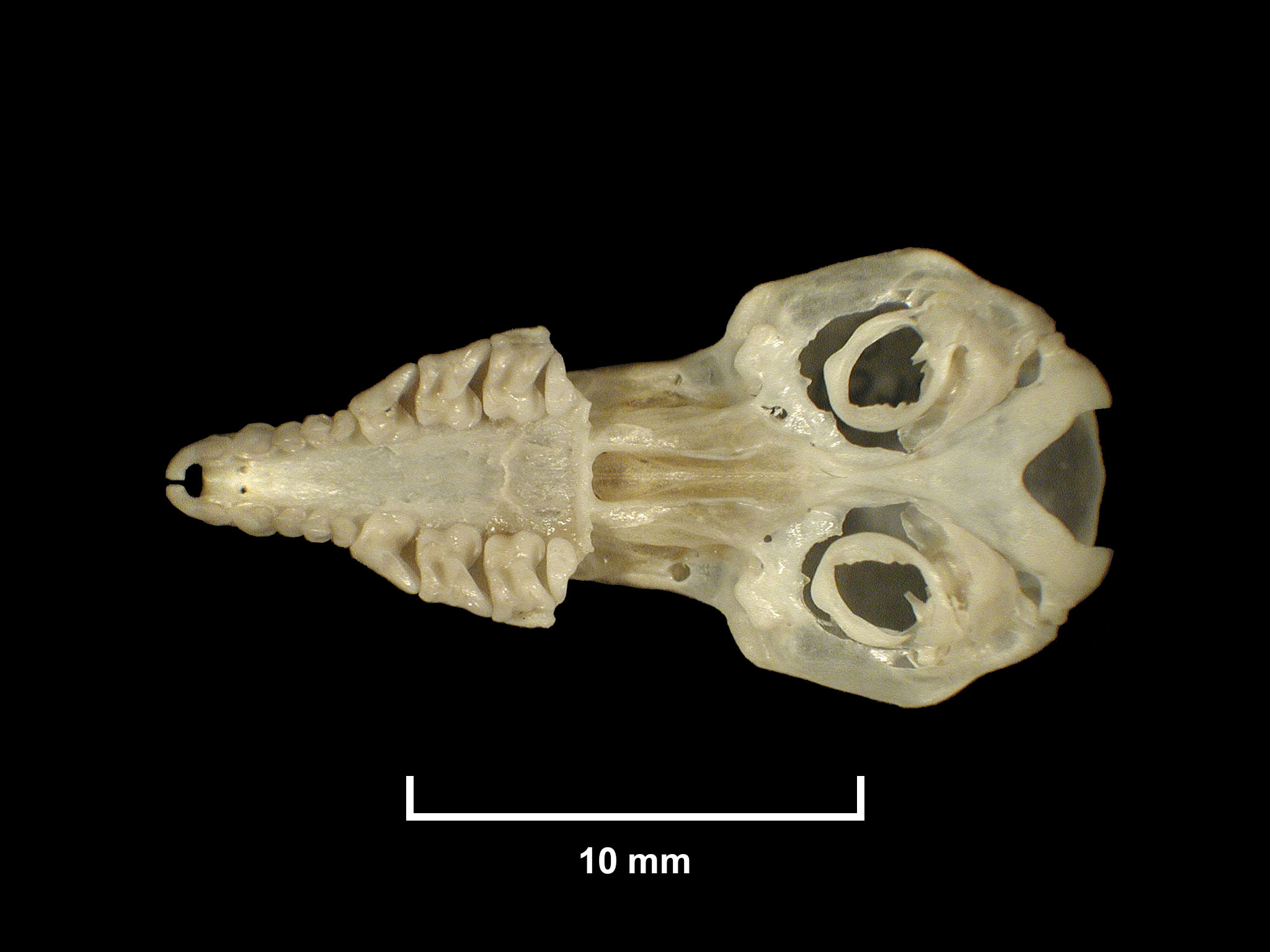 Sylvisorex lunaris Thomas, 1906