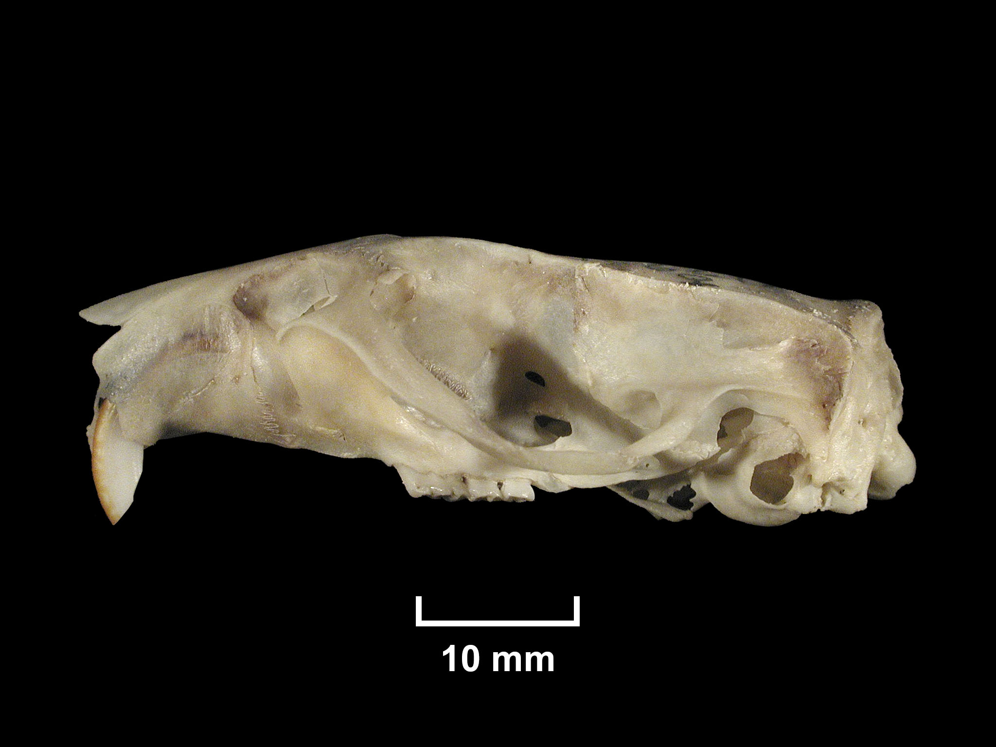 FMNH 186612 | Zoological Collections