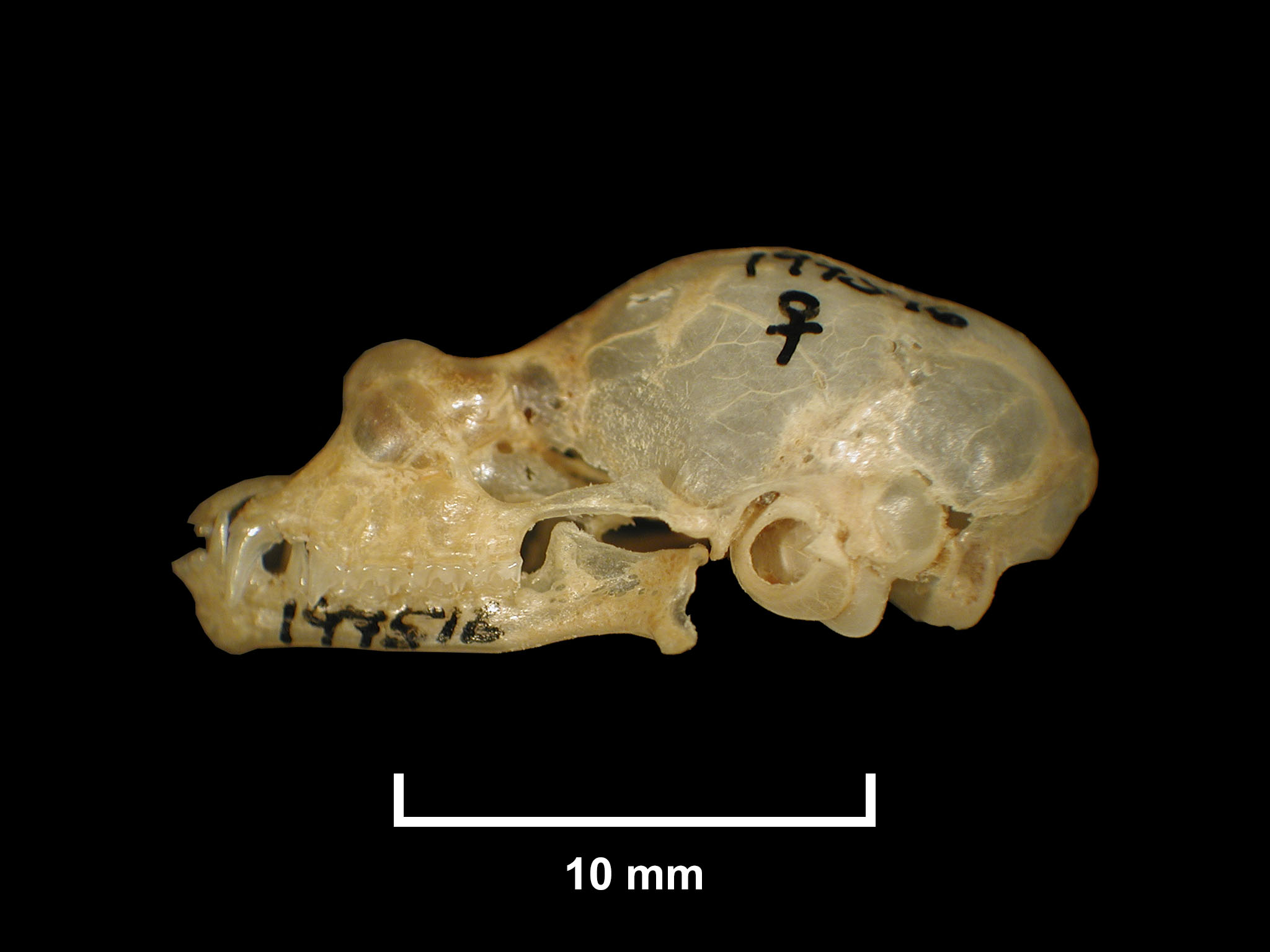 Rhinolophus blasii Peters, 1867