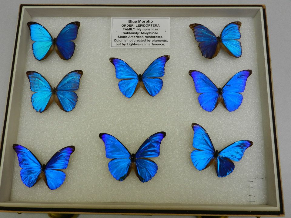 Insect of the Week May 2 2013