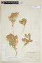Malesherbia humilis var. parviflora (Phil.) Ricardi, Chile, I. M. Johnston 3693, F