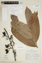 Unonopsis floribunda Diels, Peru, J. Schunke Vigo 4999, F