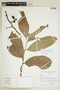 Unonopsis guatterioides (A. DC.) R. E. Fr., BRAZIL, F