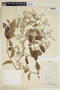 Banisteriopsis muricata (Cav.) Cuatrec., F