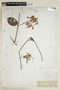 Banisteriopsis muricata (Cav.) Cuatrec., BOLIVIA, F