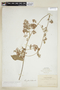 Banisteriopsis muricata (Cav.) Cuatrec., BOLIVIA, F