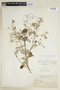 Banisteriopsis muricata (Cav.) Cuatrec., COLOMBIA, F