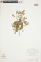 Banisteriopsis muricata (Cav.) Cuatrec., GUYANA, F