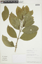 Bunchosia armeniaca (Cav.) DC., PERU, F