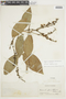Bunchosia armeniaca (Cav.) DC., COLOMBIA, F