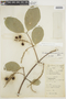 Bunchosia armeniaca (Cav.) DC., COLOMBIA, F