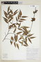 Xylopia frutescens Aubl., Bolivia, M. Saldías 1523, F