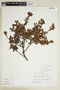 Myrica parvifolia Benth., COLOMBIA, F