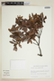 Myrica parvifolia Benth., PERU, F